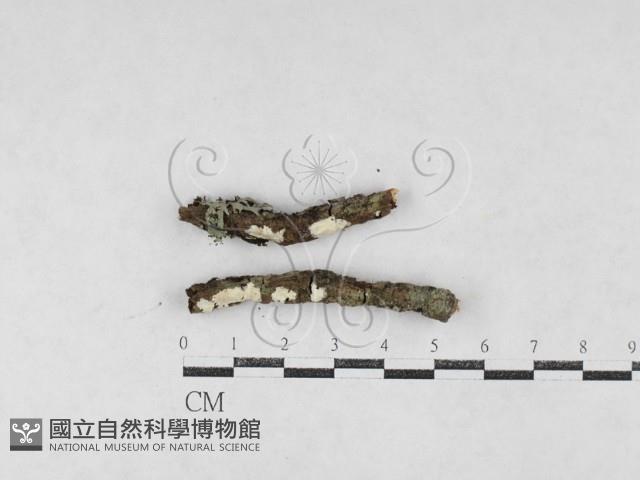 絲皮菌屬藏品圖，第1張