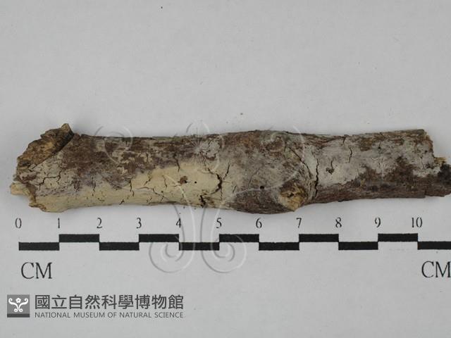 絲齒菌屬藏品圖，第1張