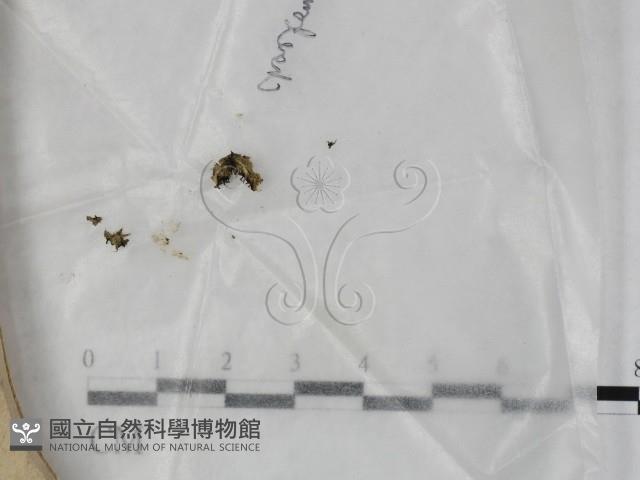 登錄號:F0023211藏品圖，第1張