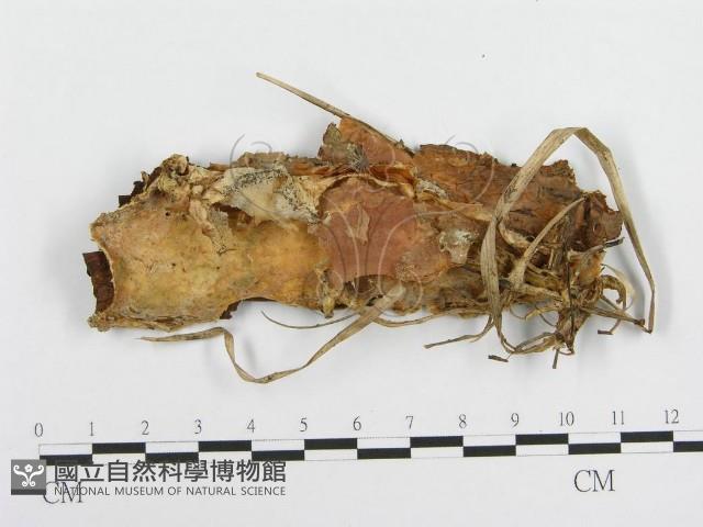 登錄號:F0003211藏品圖，第1張