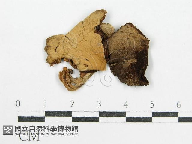 鬼傘屬藏品圖，第1張
