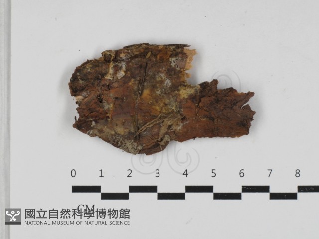 射脈菌屬藏品圖，第1張