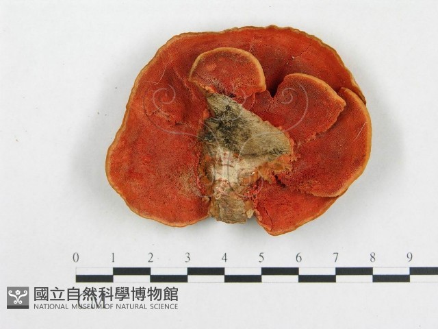 血紅密孔菌藏品圖，第1張