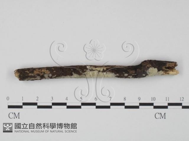 登錄號:F0020811藏品圖，第1張