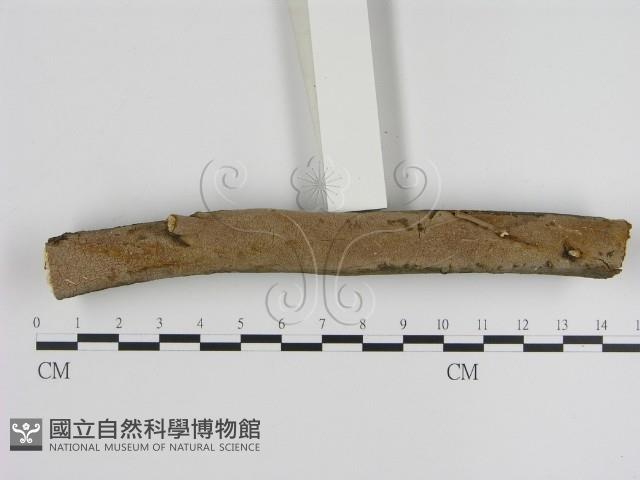 刺革菌屬藏品圖，第1張