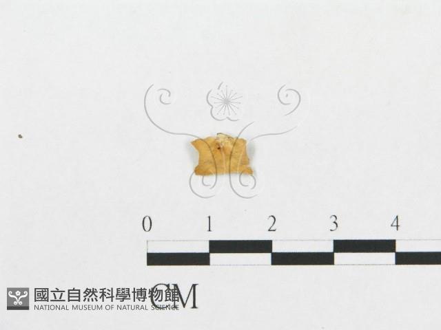 多孔菌屬藏品圖，第1張
