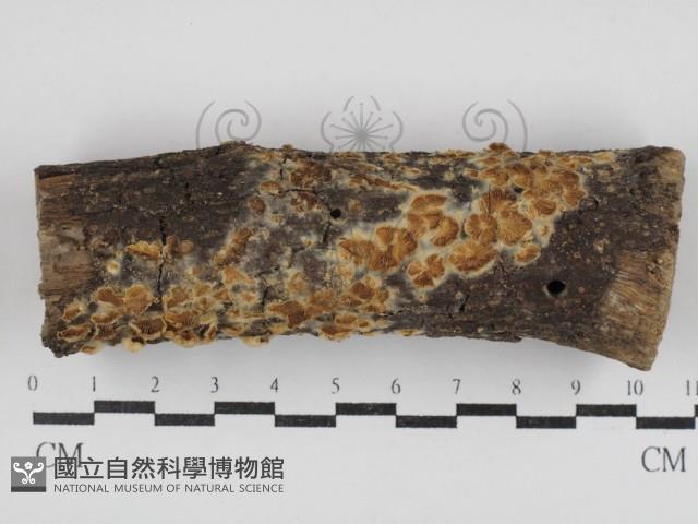 登錄號:F0030811藏品圖，第1張