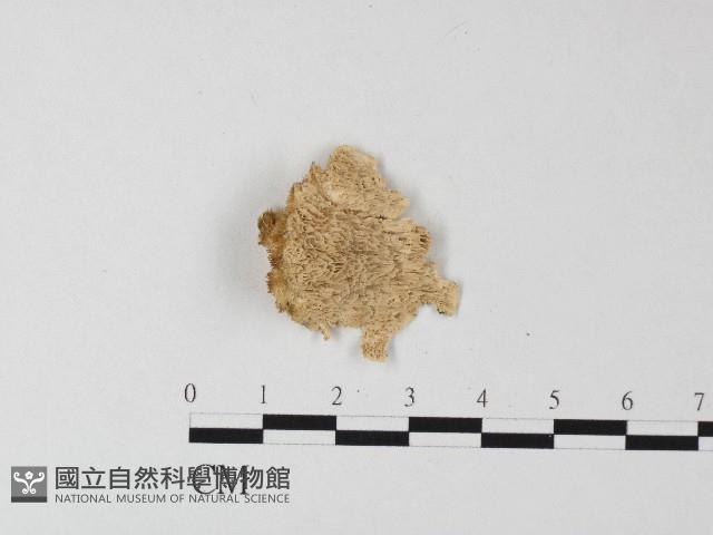 登錄號:F0006811藏品圖，第1張