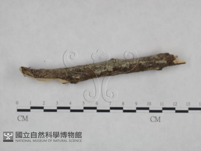 剛毛絲皮菌藏品圖，第1張