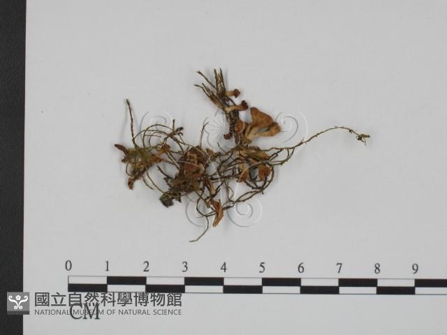登錄號:F0001811藏品圖，第1張