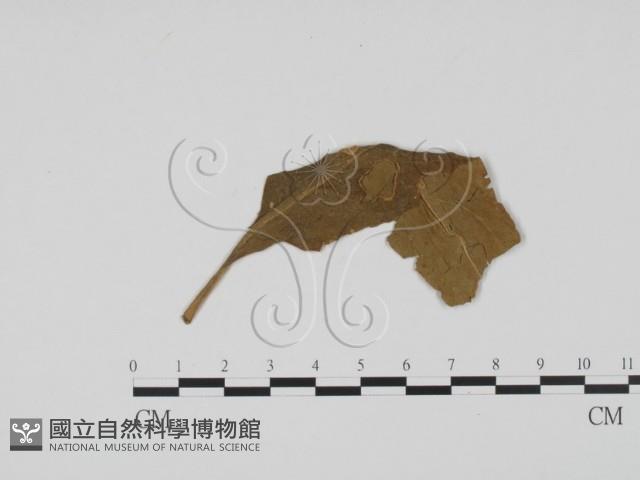 登錄號:F0011811藏品圖，第1張