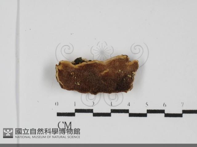 登錄號:F0031811藏品圖，第1張