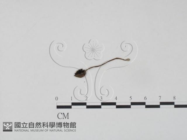 登錄號:F0004811藏品圖，第1張