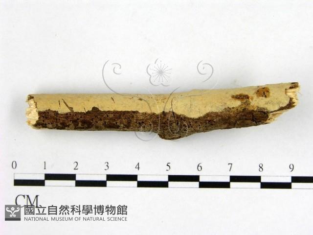 顯絲菌屬藏品圖，第1張