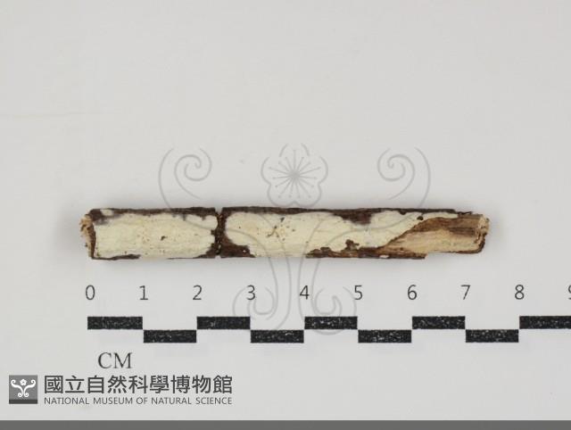 登錄號:F0034811藏品圖，第1張