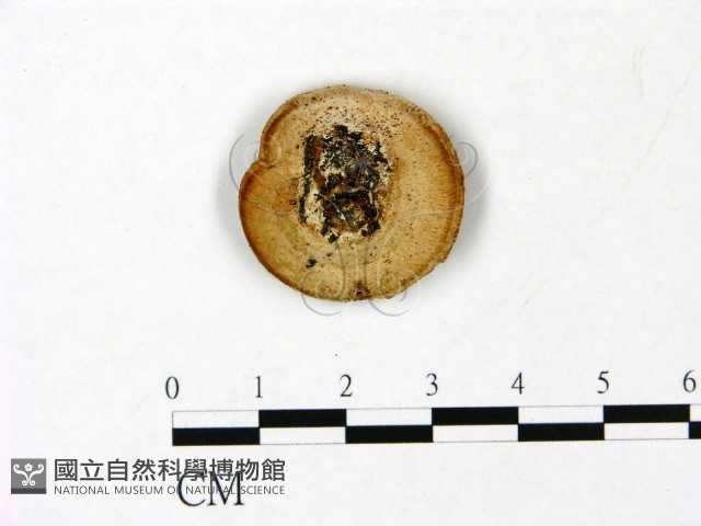 多年臥孔菌屬藏品圖，第1張