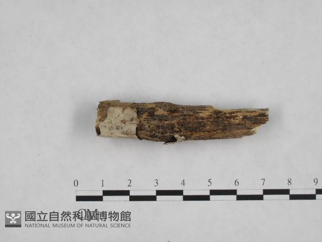 登錄號:F0002811藏品圖，第1張