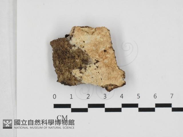 登錄號:F0032811藏品圖，第1張