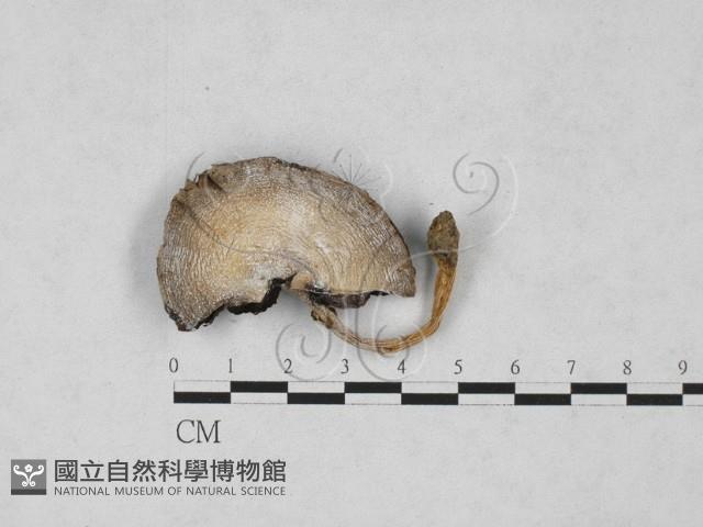 四孢蘑菇藏品圖，第1張