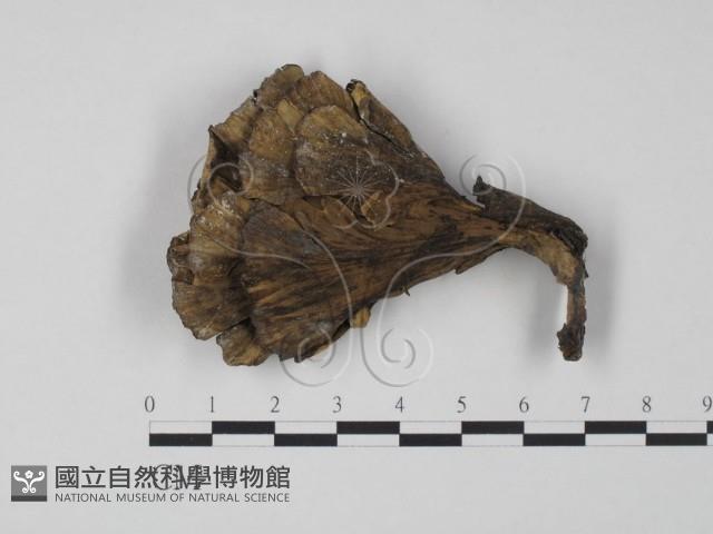 登錄號:F0007811藏品圖，第1張