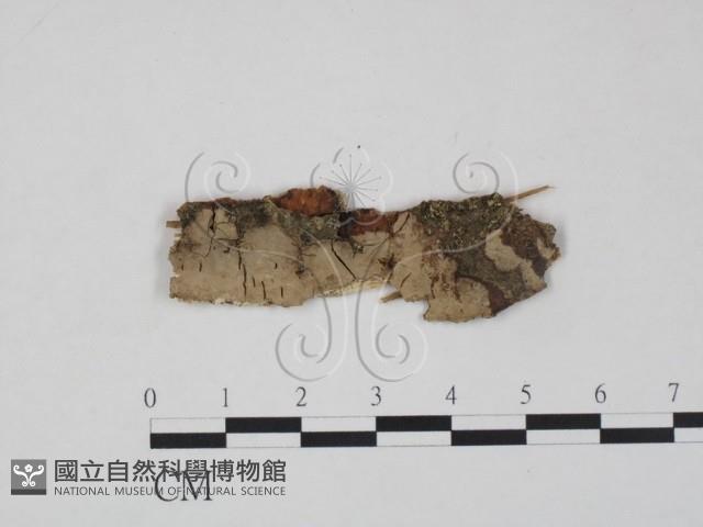 登錄號:F0017811藏品圖，第1張