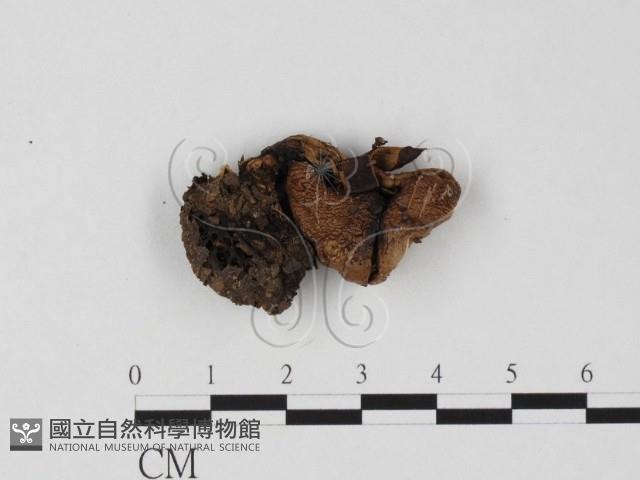 鵝膏屬藏品圖，第1張
