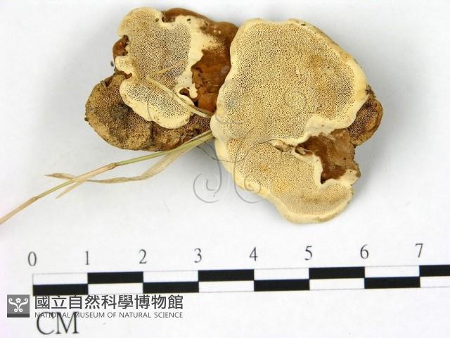 登錄號:F0005811藏品圖，第1張