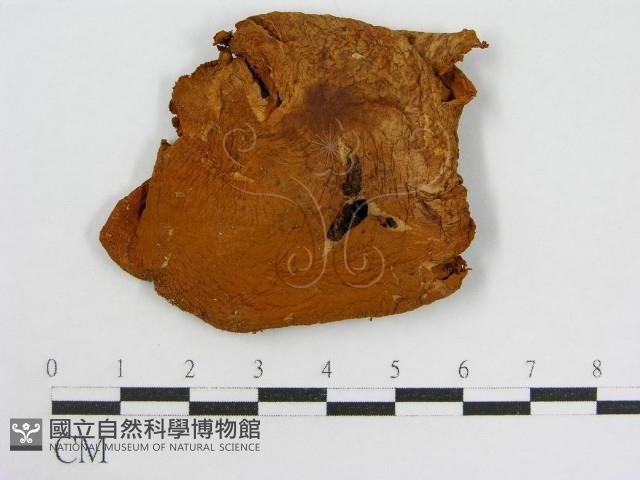 登錄號:F0015811藏品圖，第1張