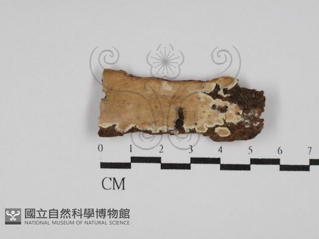 刺皮菌屬藏品圖，第1張