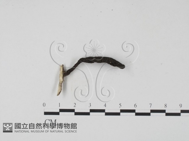 登錄號:F0009811藏品圖，第1張