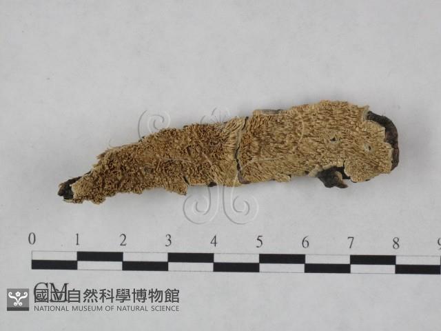 登錄號:F0023811藏品圖，第1張