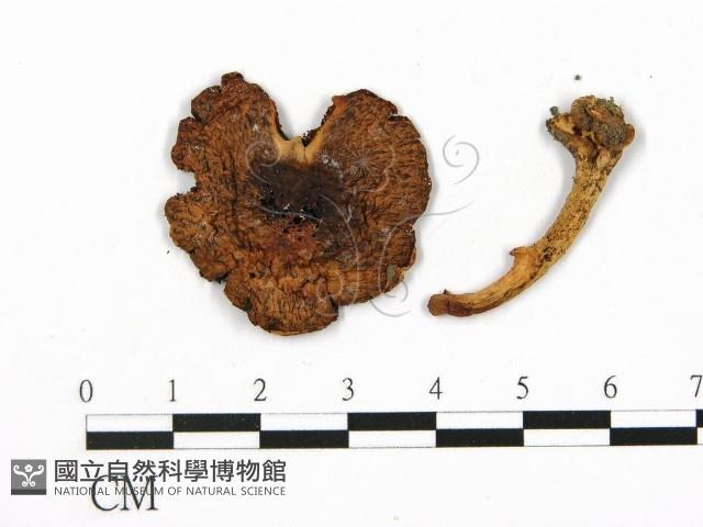 登錄號:F0003811藏品圖，第1張