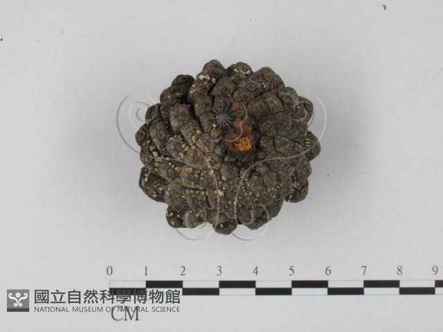 登錄號:F0013811藏品圖，第1張