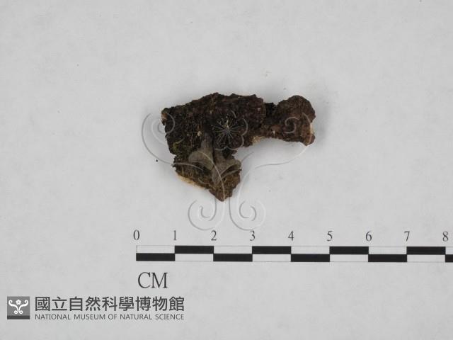 登錄號:F0008911藏品圖，第1張