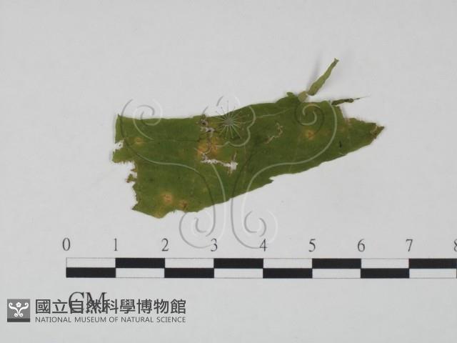 登錄號:F0018911藏品圖，第1張