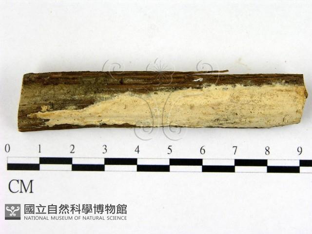 登錄號:F0020911藏品圖，第1張