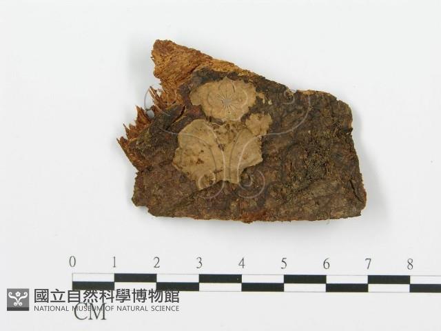 登錄號:F0000911藏品圖，第1張