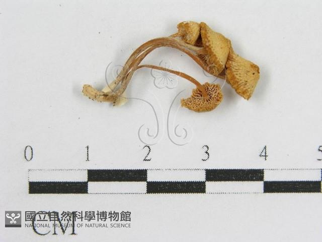 登錄號:F0010911藏品圖，第1張