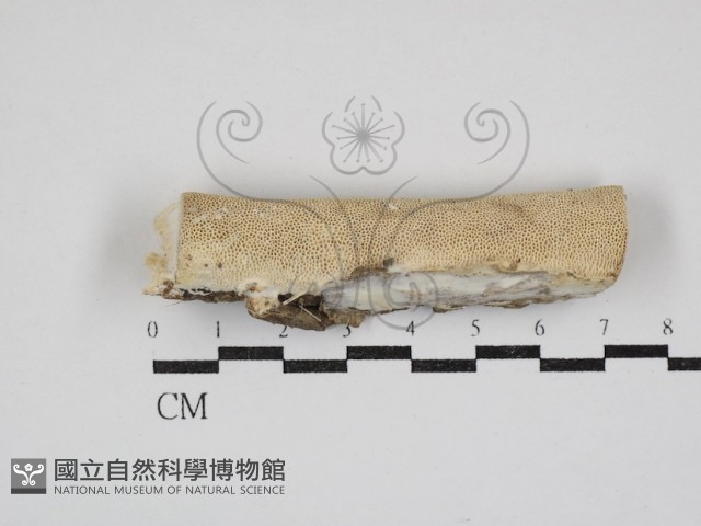 登錄號:F0030911藏品圖，第1張
