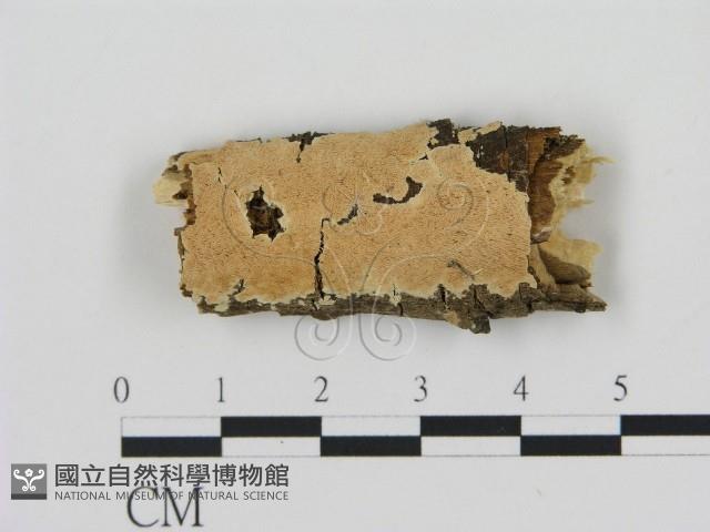 登錄號:F0006911藏品圖，第1張