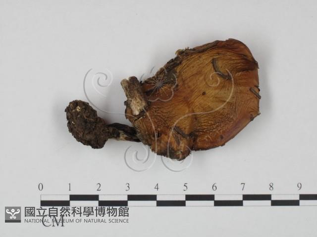 登錄號:F0021911藏品圖，第1張