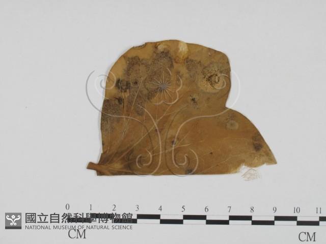 登錄號:F0011911藏品圖，第1張