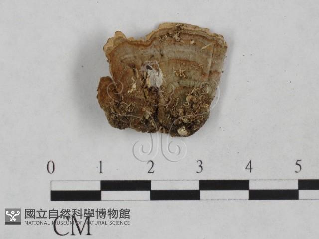 韌革菌屬藏品圖，第1張