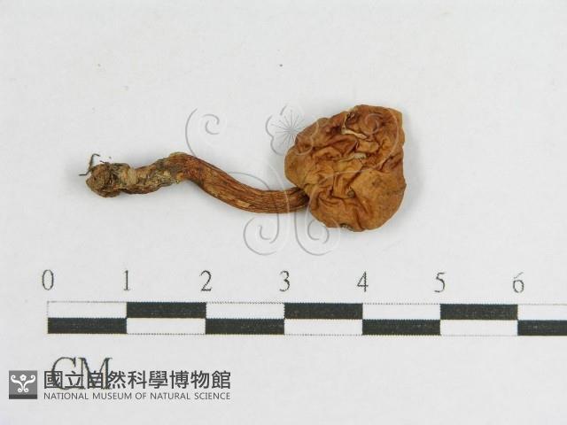 登錄號:F0004911藏品圖，第1張