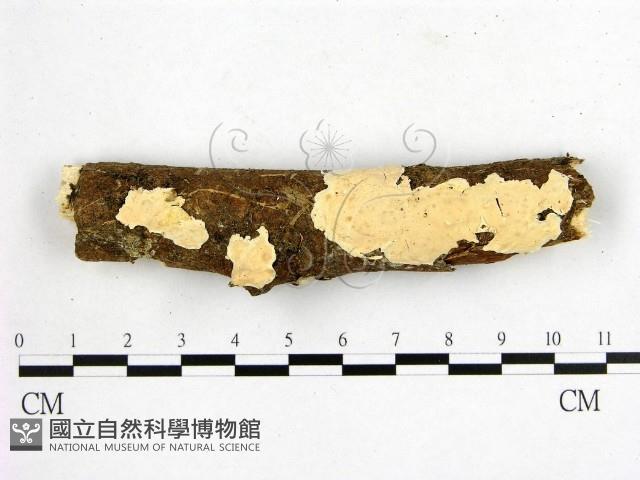 登錄號:F0014911藏品圖，第1張