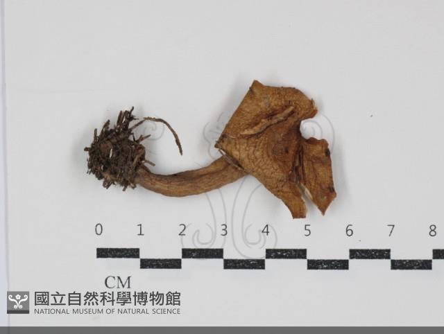 乳菇屬藏品圖，第1張