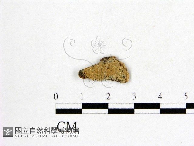 登錄號:F0002911藏品圖，第1張