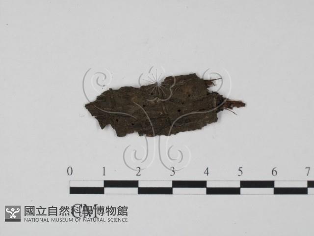 登錄號:F0012911藏品圖，第1張