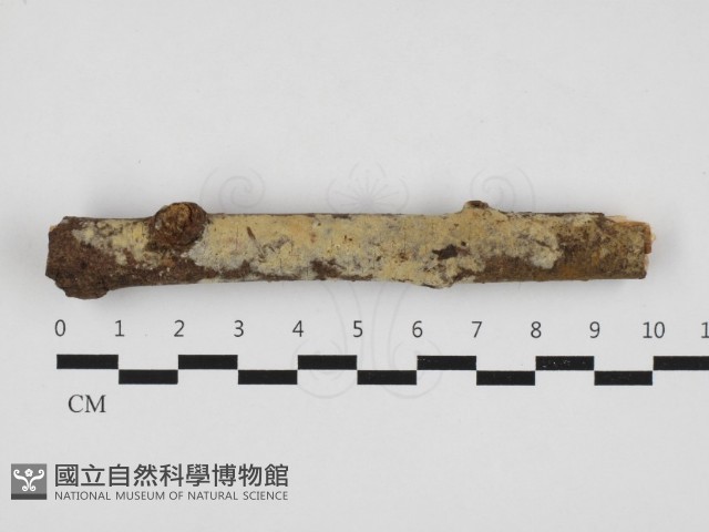登錄號:F0032911藏品圖，第1張