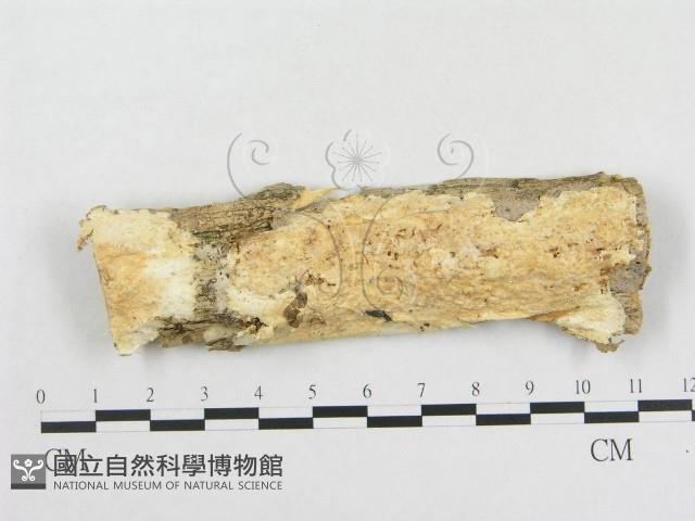 革墊菌屬藏品圖，第1張